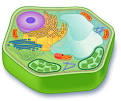 review eukaryotic cells