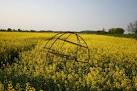 Steel frame sphere. A mysterious object in flowering oil seed rape off - via Daymix