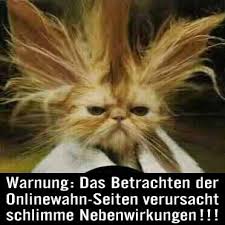 Bildergebnis für katzenbilder kostenlos