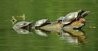 eastern painted turtle