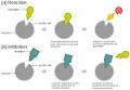 Competitive inhibition - Wikipedia, the free encyclopedia