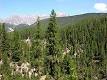 Forest - Wikipedia, the free encyclopedia