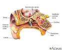 Ear anatomy: MedlinePlus Medical Encyclopedia Image