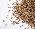 Ultimate Benefits Associated With Celery Seed | 21st Century ...