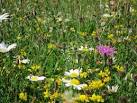 Meadow by Hyde Park Tennis - via Daymix