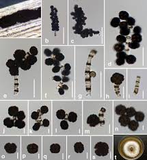 Résultat de recherche d'images pour "Dictyoarthrinium lilliputeum"