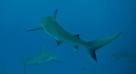 Shark Tales: California Bans Sale Of Shark Fins | Fast Company ...