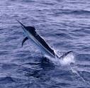 Photos of Huge Black Marlin - page 1 of 2