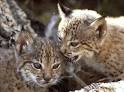 G.L.O.C. Lynx [
