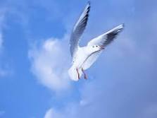 �ң�С˧�������������