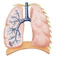 Chronic obstructive pulmonary disease (COPD) - definition ...