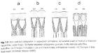 EYE DESIGN BOOK, BIOLOGICAL EYE DESIGN, , eyech2-
