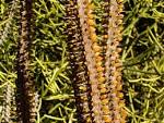 File:Quail Botanical Gardens - detail.JPG - Wikimedia Commons