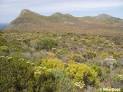 Ecohydrology of South African fynbos plants : Home