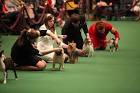 WESTMINSTER DOG SHOW 2011 | Amusing Planet