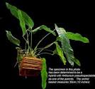 Anthurium, Anthurium species, How to grow an Anthurium, Anthurium ...