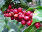 Coban Coffee