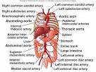 Blood Vessels