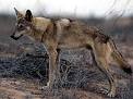 Arabian Wolf - Canis lupus arab