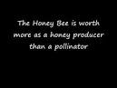 60 Minutes Why Are Honeybees Disappearing