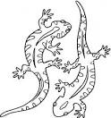 Salamander coloring page