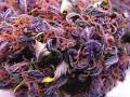 black russian marijuana