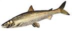 Cisco - Fish Identification - Bear Creek Tackle Company