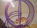 hamsters