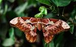 File Attacus atlas Fj  rilshuset Stockholmjpg   Wikipedia the
