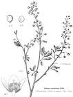 <b>Portulacaceae</b> Juss.