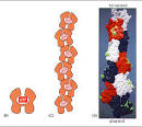 Actin Cytoskeleton