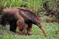 Anteater | GUS MCOY