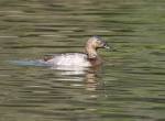 Canvasback, Aythya valisineria