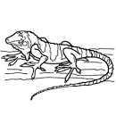 Iguana coloring page