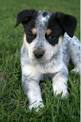 Australian Cattle Dog Breed Information &amp; Pictures (Queensland ...