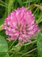 Trifolium pratense - Wikipedia, the free encyclopedia