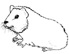 Guinea Pig coloring page