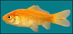 goldfish Carassius auratus
