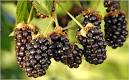 The Power of Berries - NYTimes.