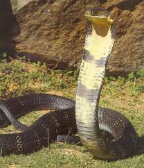 worlds biggest cobra