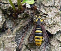 Hornet Moth