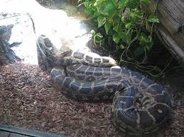 indian python snake