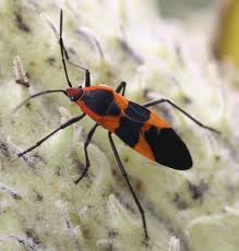 milkweed bug pictures