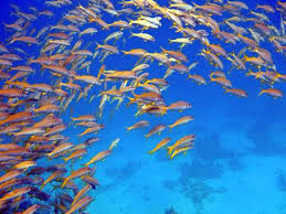 school of fish