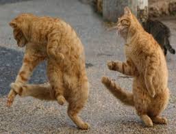 dance cat