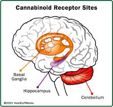effects of marijuana