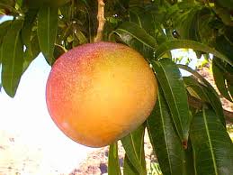 pictures mango trees