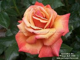 large rose pictures