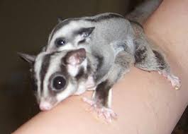 sugar gliders