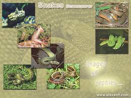 types of snakes